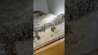 Really Bad Bedbug Infestation || ViralHog