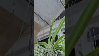 Совсем скоро на канале  Новое видео об Орхидеях Вандах! Не пропустите  #орхидеи #orchid #ванда