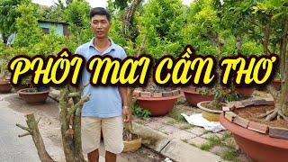 ( CÂY ĐÃ BÁN) phôi mai đẹp cần thơ | bonsai Can Tho