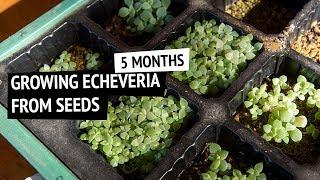 Cerriscapades Echeveria Hybrids - 5 months update!