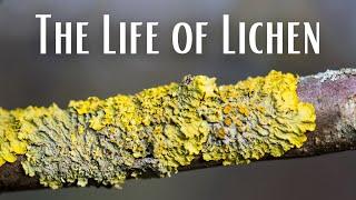 Life of Lichen