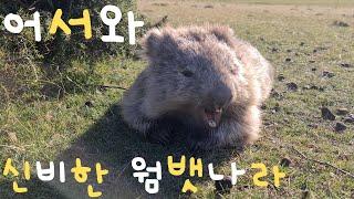 [Tasmania, Australia] The cutest animal in the world, the land of wombats--Maria Island(revised)