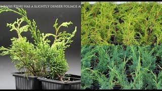 Juniperus Chinensis Itoigawa & Kishu - Whats the difference?