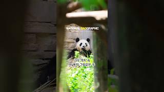 나무액자 속에 푸바오가️ 20250612 #푸바오 #푸바오중국 #푸바오근황 #선슈핑 #fubao