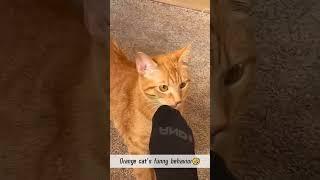 #cat #funny #happycats #catmemes #music #memes #trending #trendingshorts #new #reels