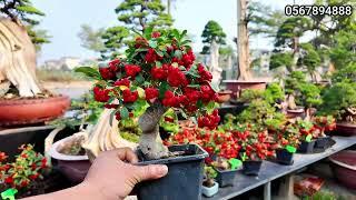 Độc lạ Táo gai bonsai mini đón Tết