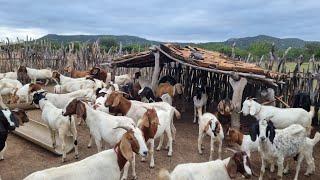 JR FARM AGRICULTURAL BACKLANDS LAGOA GRANDE-PE @RodrigoSantanarealisasonhos