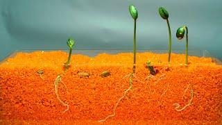 Growing Beans In The Sand Time-lapse   Plant Soybeans In The Sand | Sand  Cross Section