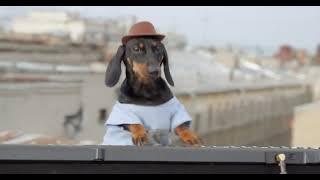 This dachshund DJ got the party started TikTok: @swagdog697