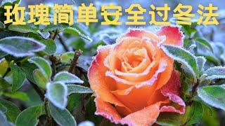 050【J&J花漾年華】【字幕版】 玫瑰 月季 安全过冬 秋冬剪枝及维护 Rose care for Winter