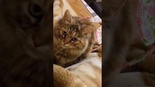 Browniee very beautiful ️️#ytshorts #shortvideo #babyanimal #cat #2024