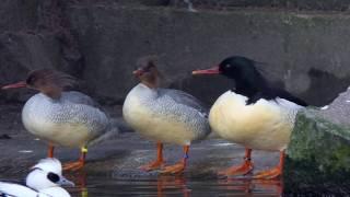 Scaly-sided Merganser