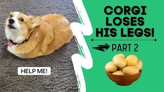 Talking corgi LOSES his legs (Part 2) #shorts