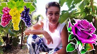 Dream Grape and Flower Garden. Do-It-Yourself Landscape Design