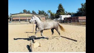 Gaited Horse Canter - Tennessee Walking Horse Learning to Canter - Sara -Gaited Horse Training