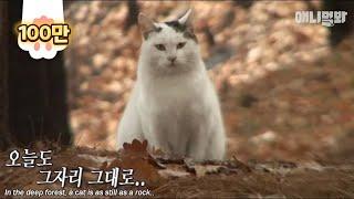 "주인이 버렸다고 생각 안해요 어떤 동물도.."ㅣ"No animal ever thinks that its owner abandoned it.."