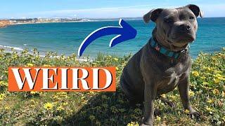 5 Weird Facts About Staffordshire Bull Terriers