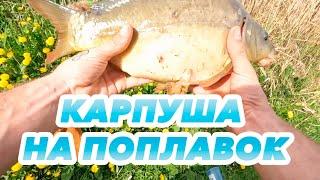 Огромный Карп на поплавок.  Чуть не утянул в камыши !