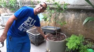 Frutíferas em Vaso - Quintal do Marcos