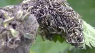 small tortoiseshell caterpillars