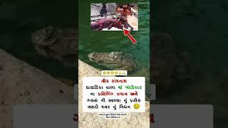 Magar khodiyar Maa girSomnath #maa #magar #khodiyar #shorts #2024