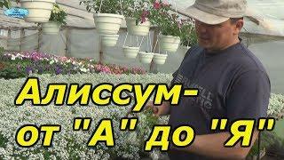 АЛИССУМ- ОТ ПОСЕВА ДО ЦВЕТЕНИЯ В ОДНОМ ВИДЕО!