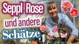 8 Seppl ROSEN zur Wahl - (Du entscheidest mit!)  Traumhafte Hochblüte im Landhaus Ettenbühl