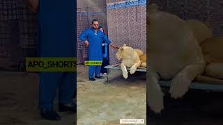 Dubai  King  Sheikh Nawab With White Tiger  Lion  White Tiger  #Dubai #shorts