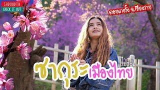 สะดุดตาพาเที่ยวซากุระเมืองไทย ดอยผาตั้ง เชียงราย | นางพญาเสือโคร่ง2562 | sadoodta