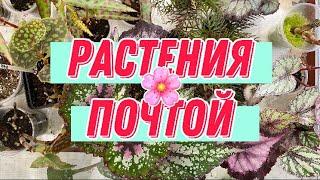 КОМНАТНЫЕ РАСТЕНИЯ ПОЧТОЙ/КАК ЗАКАЗАТЬ?