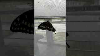 Palamedes Swallowtail Life Cycle