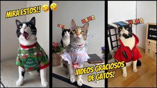 Videos graciosos de gatos !!!!