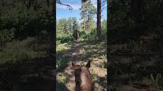 Horse riding on a trail in Colorado