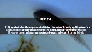 Gyrinicola batrachiensis Top # 7 Facts