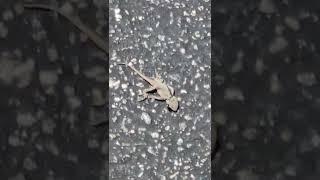 Dead lizard 