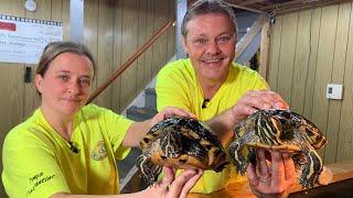 A shell of a story: pet turtle abandoned in Bowring Park