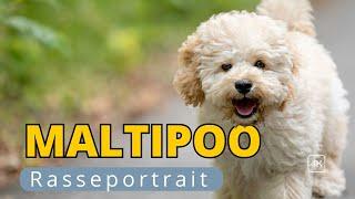 Maltipoo – alles über die allergikerfreundliche Hunderasse