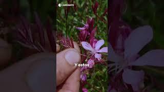 Gaura lindheimeri: una preciosidad que tienes que conocer