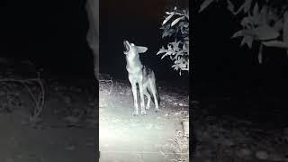 Coyote howling for the pack