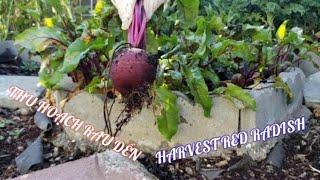 #33  THU HOẠCH CỦ DỀN | red radish roots| WASHINGTON NIỀM VUI CUỘC SỐNG ️