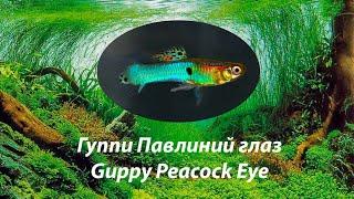 Гуппи Павлиний Глаз / Peacock Eye  гуппи 2022 Спб #лучшие гуппи