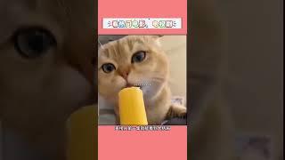免费追剧 #西瓜视频 #影视解说 #万万没想到 #涨知识