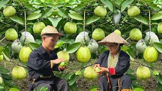 Dwarf family harvesting guava goes to market sell & Buy some more stuff | Harvesting Primitive