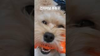 건치미남 투투무 #건치미남 #투투무 #말티푸일상 #tutumu #maltipoo
