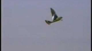 TIM BIRD MECHANICAL FLYING BIRD from www.intellikid.com