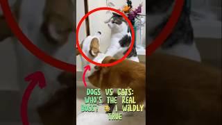 Dogs vs Cats: Who’s the Real Boss?  | Wildly True  #funny #funnyanimals #shorts  #funnydogs #pets
