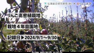 タイムラプス　2024年９月1日～９月30日　りんご高密植栽培　栽培4年目園地　定点観測【弘果総合研究開発株式会社】