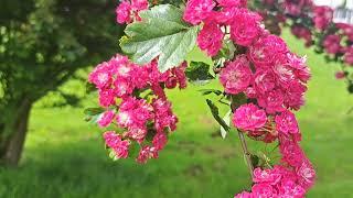 Hawthorn Tree In Blossom (CRATAEGUS LAEVIGATA ROSEA) #nature #flowers #blossom #beautiful