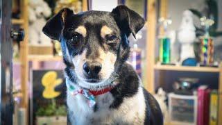 I'm always winking at you | Rescued Dog Gets a Spa Day by Master Groomer