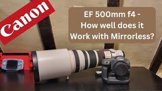 Canon ef 500mm f4 IS mki - How well does it work with Mirrorless Cameras in 2024?